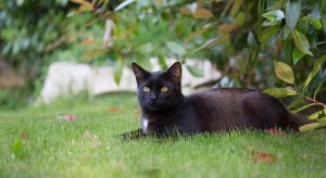 Litter of kittens found orphaned at Goodwood Festival of Speed