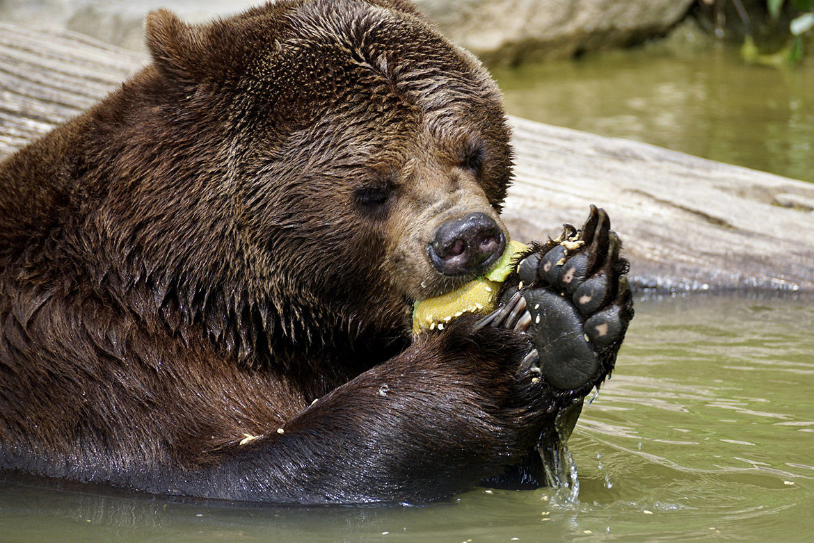 Haven't you heard? Lunchtime is a bear necessity!