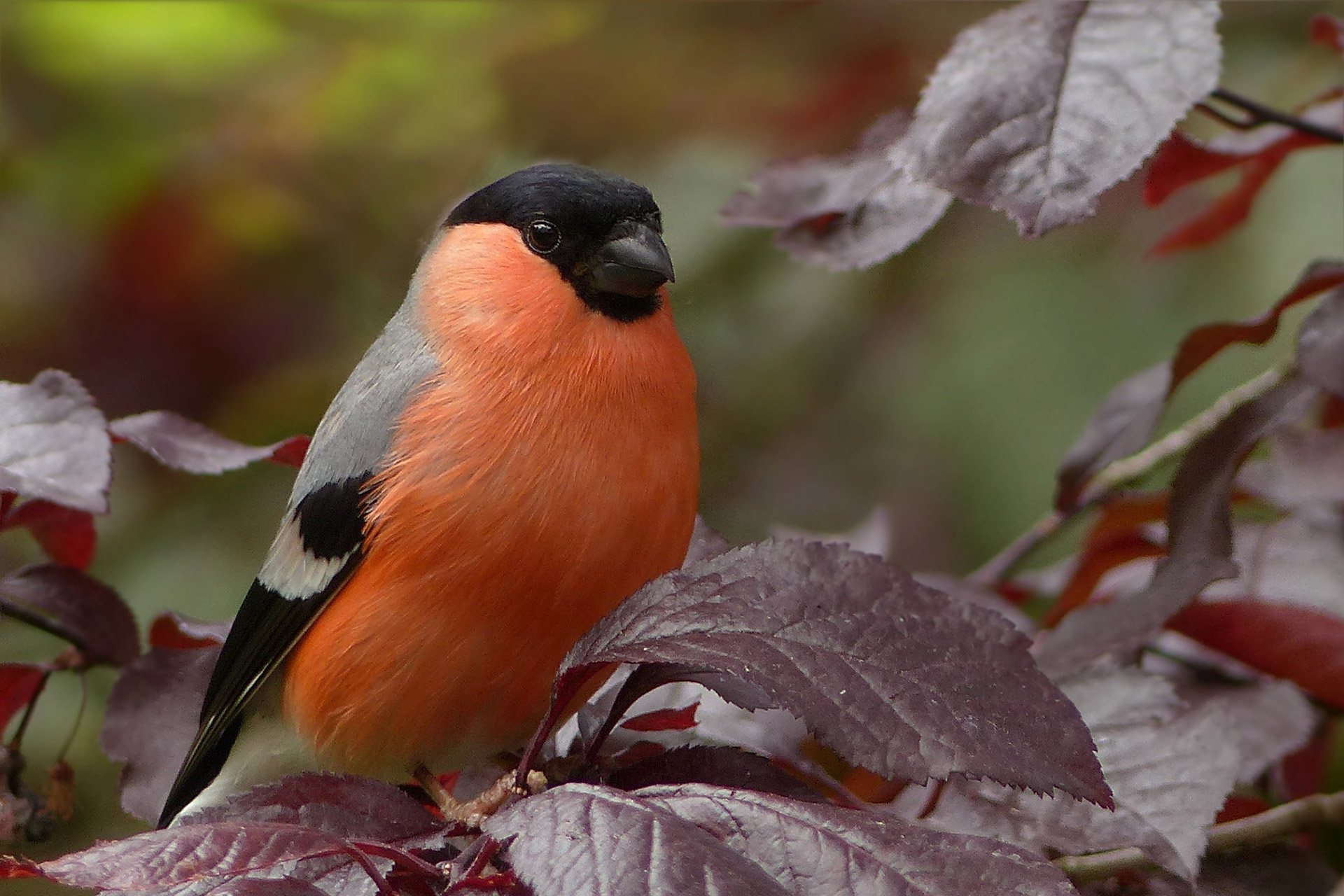 Reader Photo Submit – A Bullfinch at Rostherne