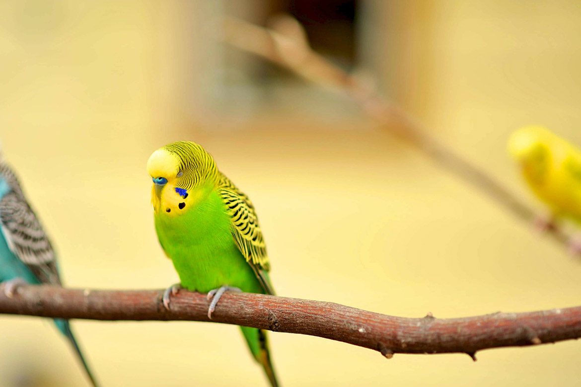 Exotic and colourful – but should parakeets be culled,…