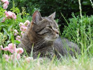 With senior cats, sometimes it's not just old age