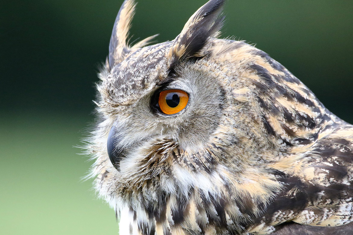 Houston celebrates International Owl Awareness Day