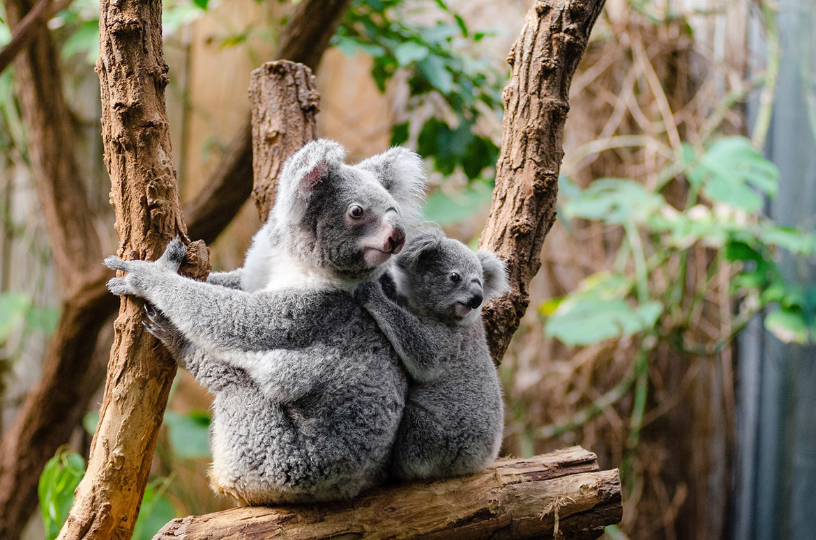 Too much to bear: Cranky koala responds to being…