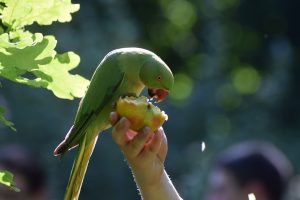 Lost parakeet delivered back home thanks to postman and the…