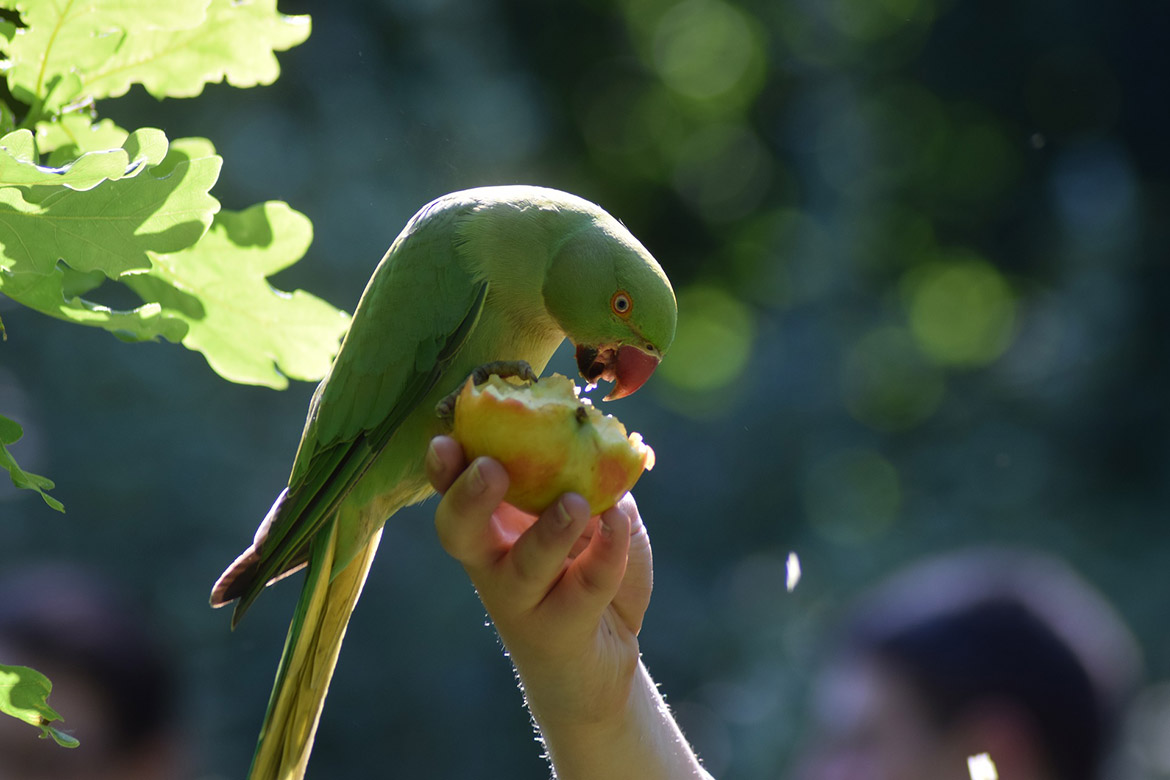 Lost parakeet delivered back home thanks to postman and the RSPCA