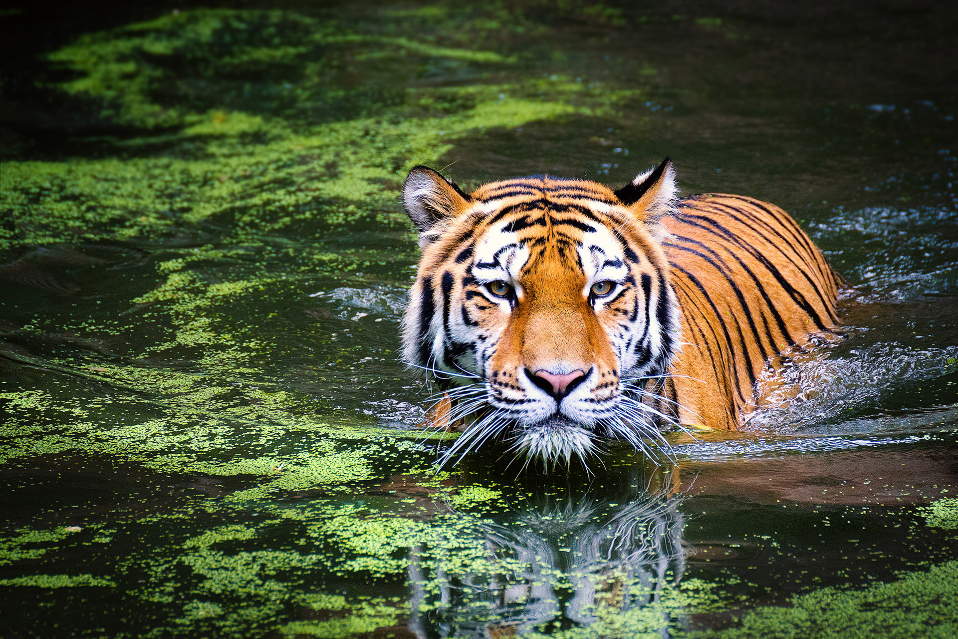 Breaking News | China banned the sale of tiger…